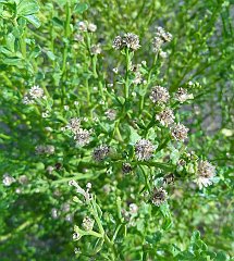 baccharis pilularis male coyote bush after blooming